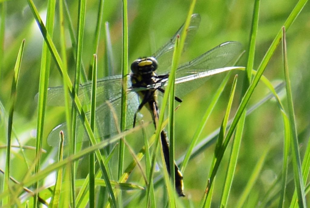 Gomphus?  S,  Gomphus vulgatissimus, maschio